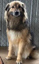 LUPITZA, Hund, Mischlingshund in Rumänien - Bild 5