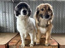 LUPITZA, Hund, Mischlingshund in Rumänien - Bild 6