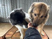 LUPITZA, Hund, Mischlingshund in Rumänien - Bild 7