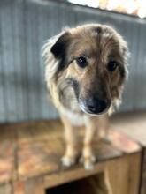 LUPITZA, Hund, Mischlingshund in Rumänien - Bild 8