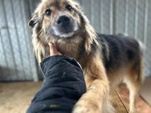 LUPITZA, Hund, Mischlingshund in Rumänien - Bild 9