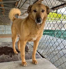 LENE, Hund, Mischlingshund in Rumänien - Bild 1