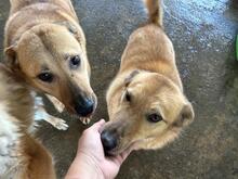 LENE, Hund, Mischlingshund in Rumänien - Bild 3