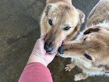LENE, Hund, Mischlingshund in Rumänien - Bild 5