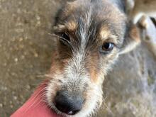 IDEFIX, Hund, Mischlingshund in Rumänien - Bild 2