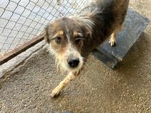 IDEFIX, Hund, Mischlingshund in Rumänien - Bild 3