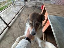 IDEFIX, Hund, Mischlingshund in Rumänien - Bild 4