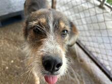IDEFIX, Hund, Mischlingshund in Rumänien - Bild 5