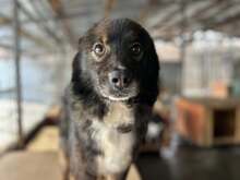 DUKE, Hund, Mischlingshund in Rumänien - Bild 2