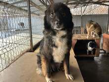 DUKE, Hund, Mischlingshund in Rumänien - Bild 3