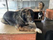 DUKE, Hund, Mischlingshund in Rumänien - Bild 4
