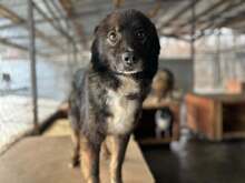 DUKE, Hund, Mischlingshund in Rumänien - Bild 6
