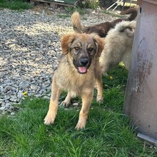 LENNY, Hund, Mischlingshund in Rumänien - Bild 1