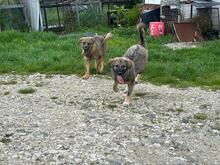 LENNY, Hund, Mischlingshund in Rumänien - Bild 10