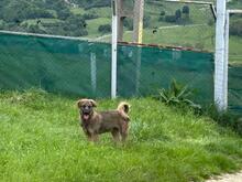 LENNY, Hund, Mischlingshund in Rumänien - Bild 11