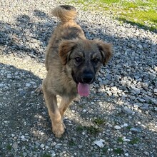 LENNY, Hund, Mischlingshund in Rumänien - Bild 2