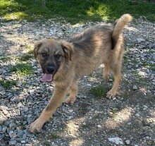 LENNY, Hund, Mischlingshund in Rumänien - Bild 3