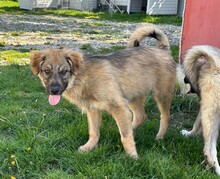 LENNY, Hund, Mischlingshund in Rumänien - Bild 4