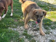 LENNY, Hund, Mischlingshund in Rumänien - Bild 5