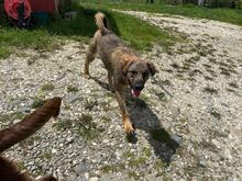 LENNY, Hund, Mischlingshund in Rumänien - Bild 6