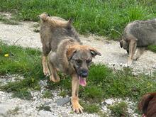 LENNY, Hund, Mischlingshund in Rumänien - Bild 7