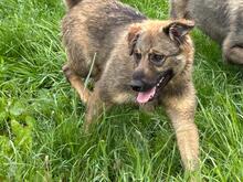 LENNY, Hund, Mischlingshund in Rumänien - Bild 8