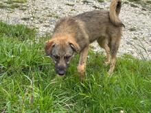 LENNY, Hund, Mischlingshund in Rumänien - Bild 9