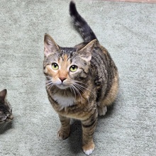 MIRA, Katze, Europäisch Kurzhaar in Bulgarien - Bild 2
