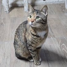 MIRA, Katze, Europäisch Kurzhaar in Bulgarien - Bild 4