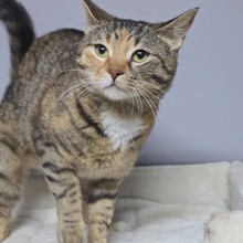 MIRA, Katze, Europäisch Kurzhaar in Bulgarien - Bild 5