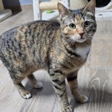 MIRA, Katze, Europäisch Kurzhaar in Bulgarien - Bild 6