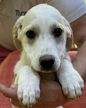 NOFRETETE, Hund, Mischlingshund in Italien - Bild 1