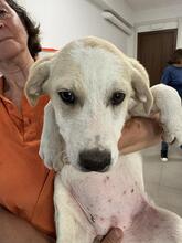 NOFRETETE, Hund, Mischlingshund in Italien - Bild 10