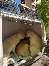 NOFRETETE, Hund, Mischlingshund in Italien - Bild 12