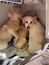 NOFRETETE, Hund, Mischlingshund in Italien - Bild 13