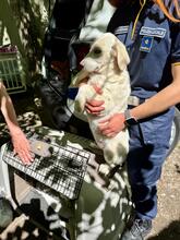 NOFRETETE, Hund, Mischlingshund in Italien - Bild 15