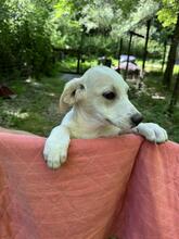 NOFRETETE, Hund, Mischlingshund in Italien - Bild 16