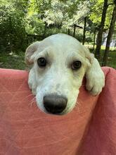 NOFRETETE, Hund, Mischlingshund in Italien - Bild 3