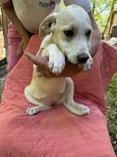 NOFRETETE, Hund, Mischlingshund in Italien - Bild 4
