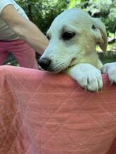 NOFRETETE, Hund, Mischlingshund in Italien - Bild 5