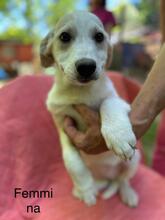 NOFRETETE, Hund, Mischlingshund in Italien - Bild 6