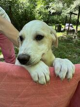 NOFRETETE, Hund, Mischlingshund in Italien - Bild 7