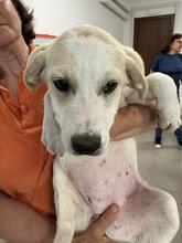 NOFRETETE, Hund, Mischlingshund in Italien - Bild 8