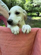 NOFRETETE, Hund, Mischlingshund in Italien - Bild 9