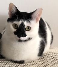 MURA, Katze, Europäisch Kurzhaar in Rumänien - Bild 1