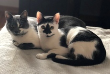 MURA, Katze, Europäisch Kurzhaar in Rumänien - Bild 2