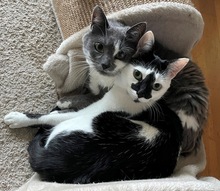 MURA, Katze, Europäisch Kurzhaar in Rumänien - Bild 3