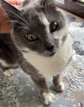 MURA, Katze, Europäisch Kurzhaar in Rumänien - Bild 4