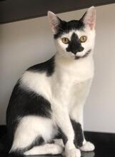 MURA, Katze, Europäisch Kurzhaar in Rumänien - Bild 5