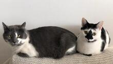 MURA, Katze, Europäisch Kurzhaar in Rumänien - Bild 6